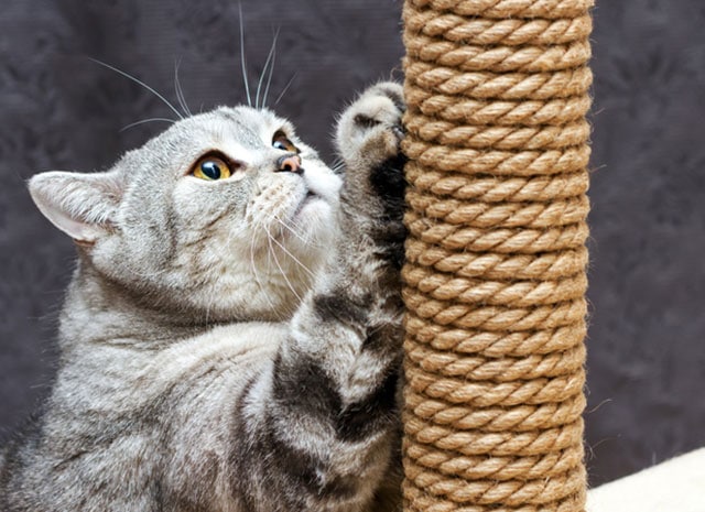 A Guide to Cat Behaviour