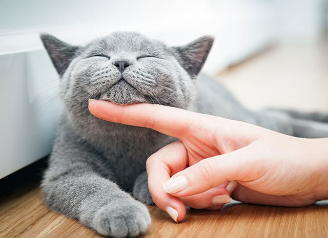Could your pet be the face of Brentknoll?
