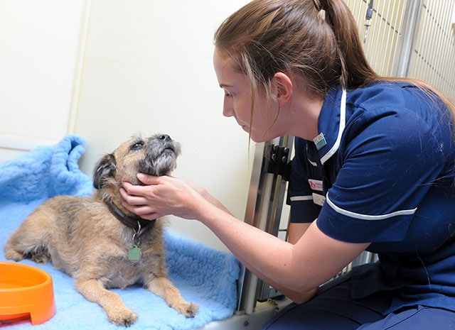 Why your pet needs it's annual vaccination, the myths and facts about boosters