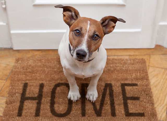 Understanding Pet Insurance ... When should you insure your pet?