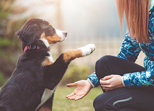 All about Microchipping at Brentknoll Vets in Worcester