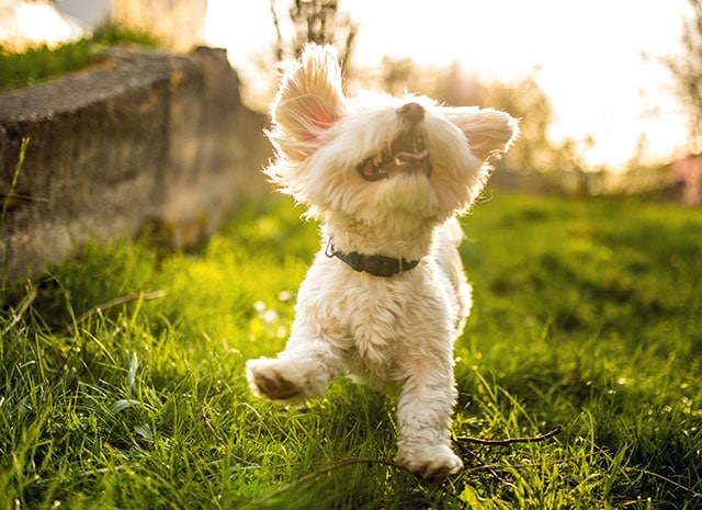 Top 10 hazards for your pet to watch out for this summertime
