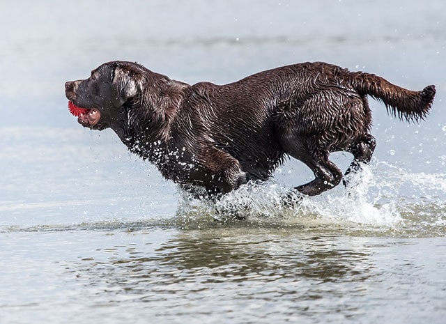 Keeping Your Pets Cool This Summer!