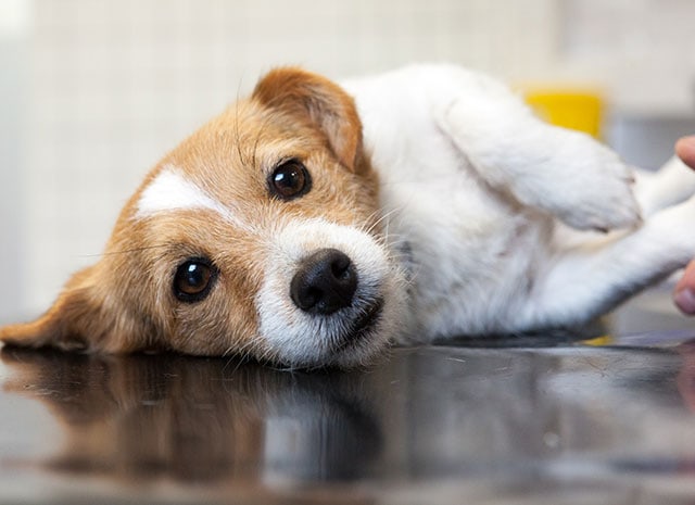 Are you an impulsive pet purchaser?