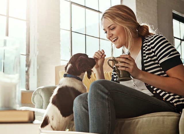 Understanding Pet Insurance ... All about third party liability